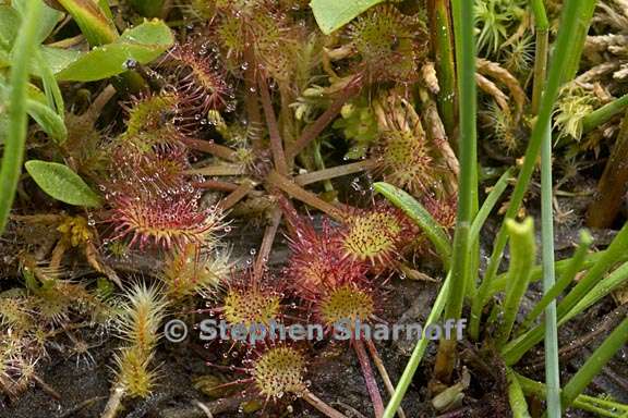 drosera rotundifolia 4 graphic